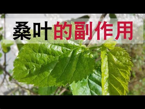 桑樹禁忌|【桑樹禁忌】避開桑樹禁忌！破解門前種桑的風水煞